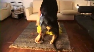 Ротвейлер стал новым другом женщины по зоофилии